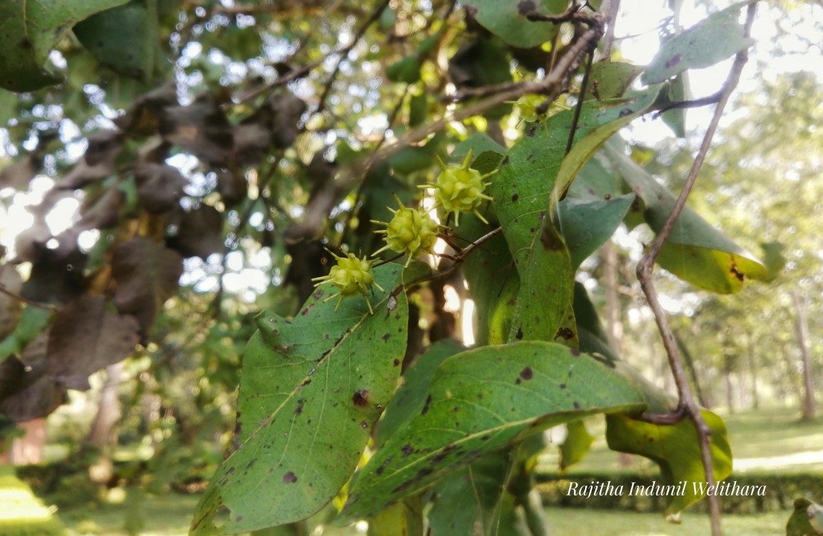 Terminalia anogeissiana Gere & Boatwr.